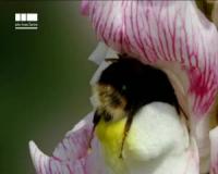 Landing Lights for Bumblebees