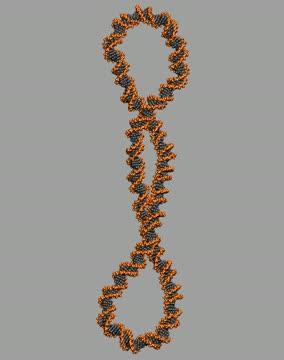Movies of Supercoiled DNA