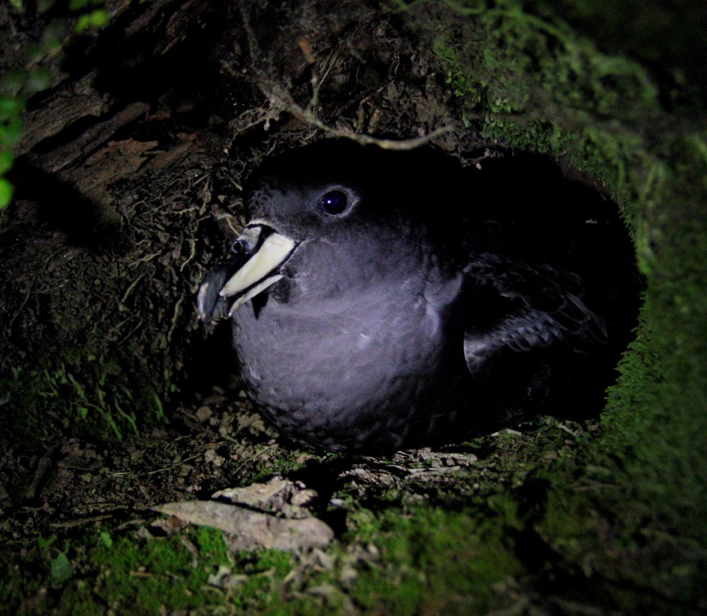 Westland Petrel (<i>Procellaria westlandica</i>)