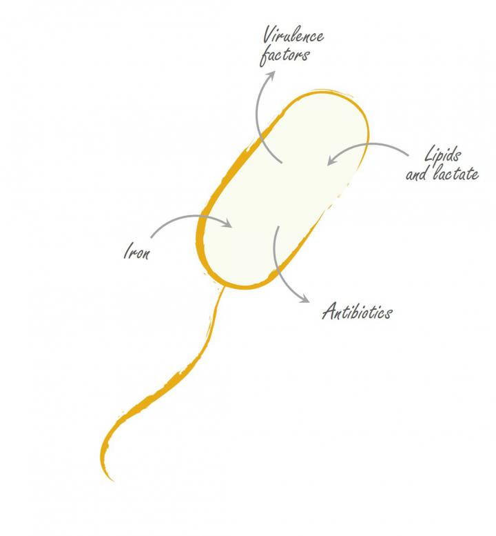 <em>Pseudomonas aeruginosa</em>