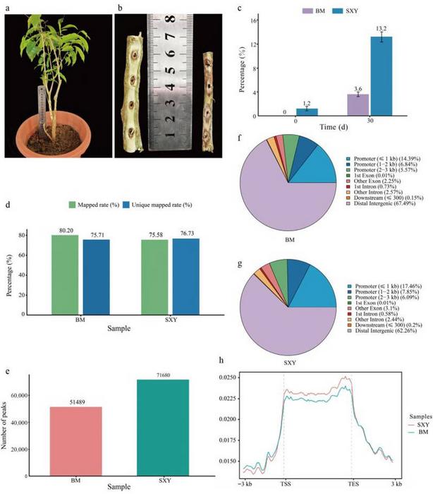 Figure 1. Detection of the agarotetrol peak in SXY resin extracts via HPLC.