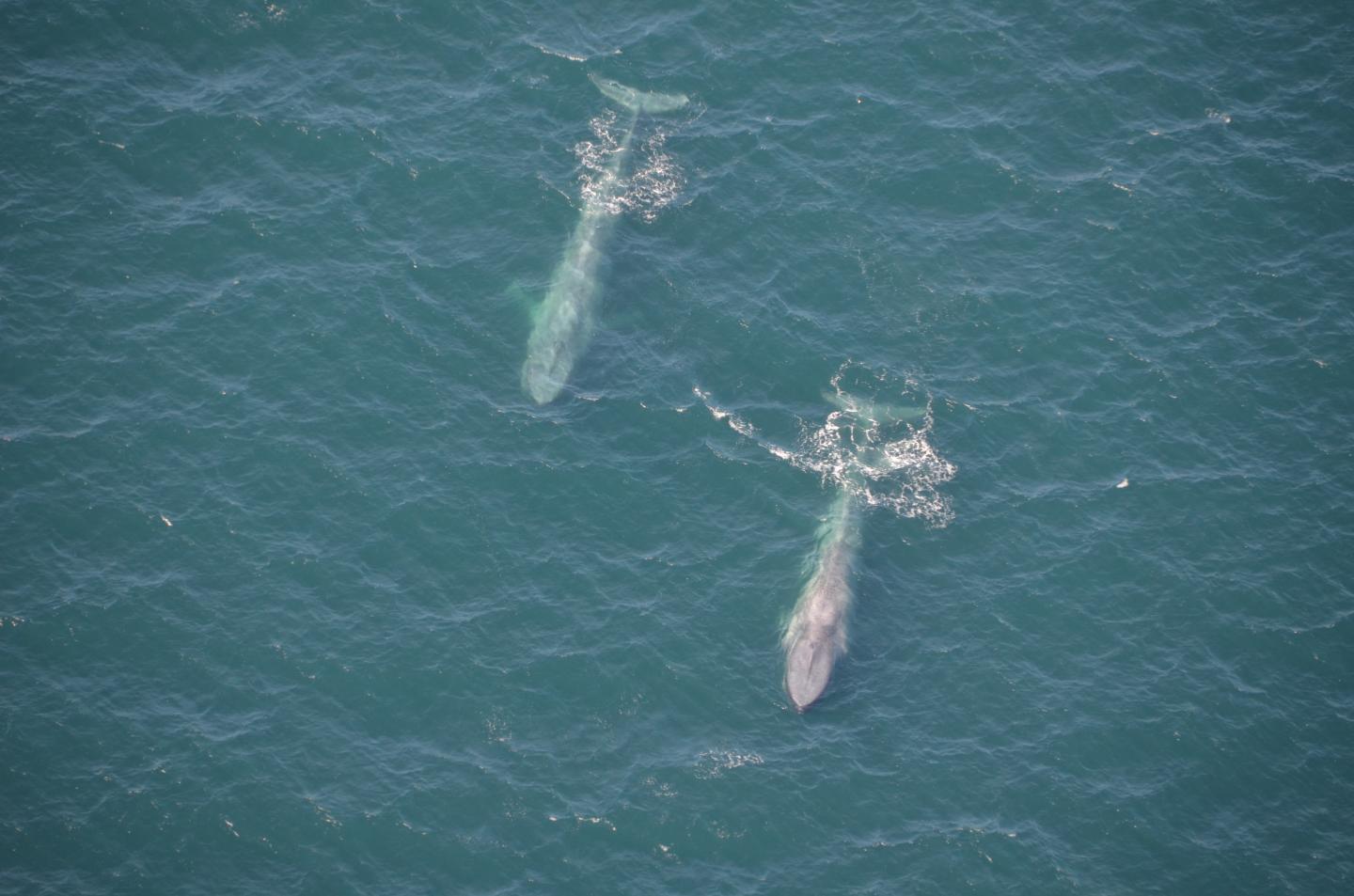 Blue Whales