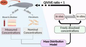 Conceptual Diagram of QIVIVE Risk Assessment for POPs in Cetaceans