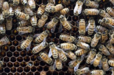 Honey Bee Hive