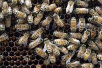 Honey Bee Hive
