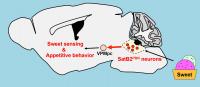 SatB2-Expressing Neurons Localized in the Parabrachial Nucleus (PBN)