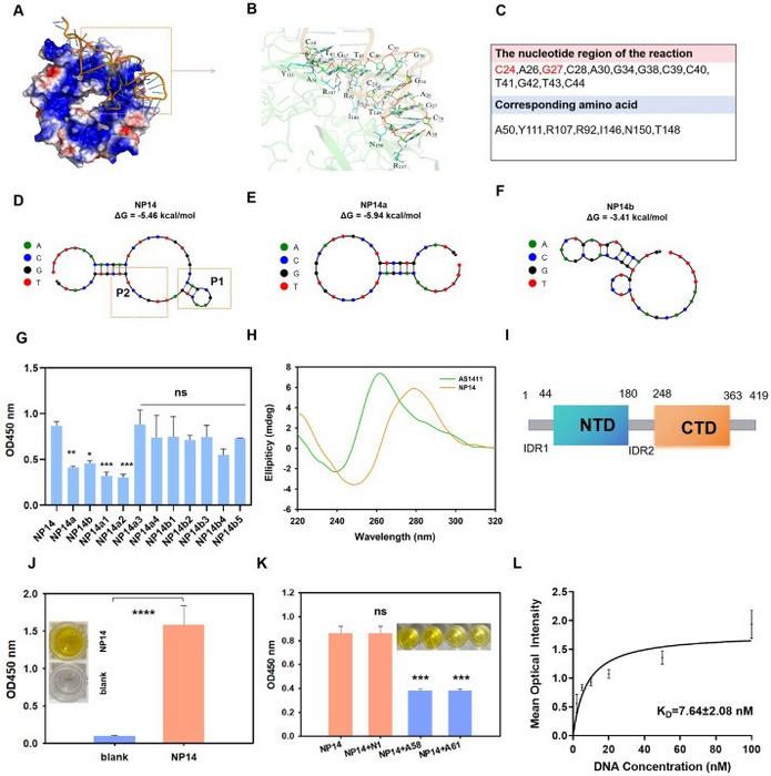 Structural basis and binding mechanism of NP14 interaction with the SARS-CoV-2 N protein.