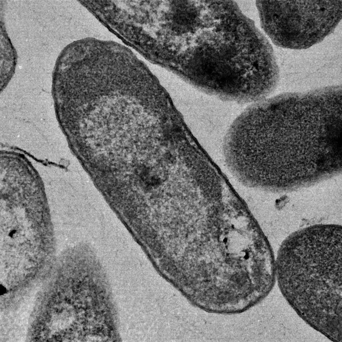 Akkermansia muciniphila consumes the protective mucus coating