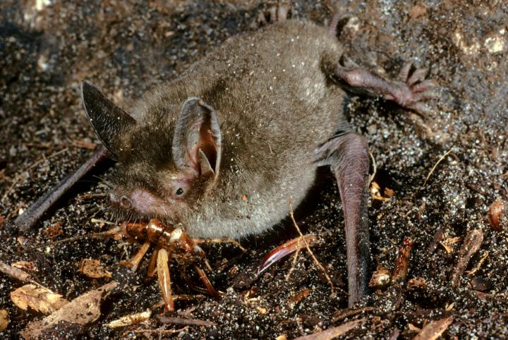 <i>Mystacina tuberculata</i> Foraging