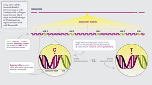 IMAGE: Functional dissection of complex trait variants at single-nucleotide resolution