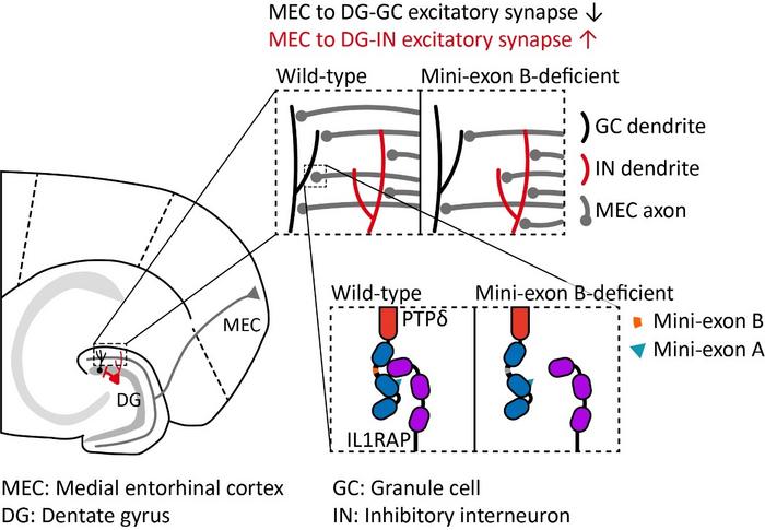 Figure 1. Excitation-Inhibition Balance Regulated by Mini-Exon B of PTPδ