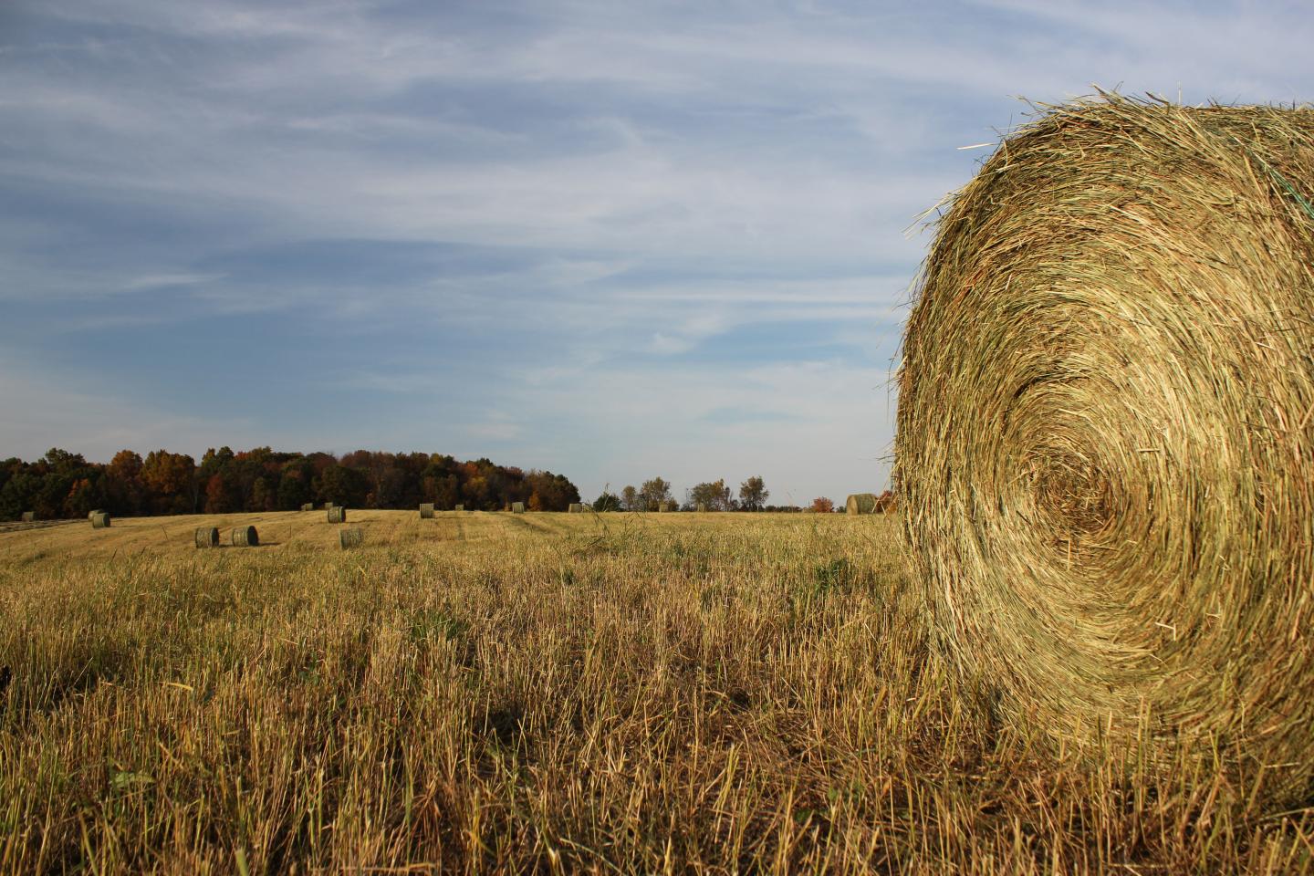 Switchgrass