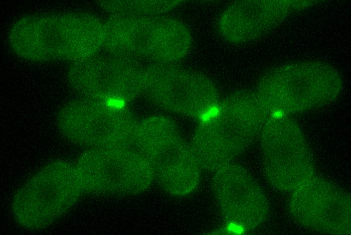 To fuse, cells block their repair system