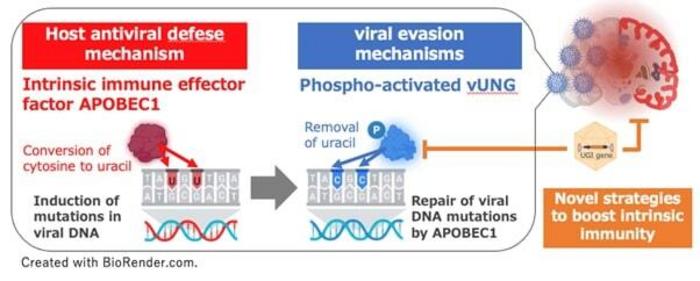 Blocking the viral enzyme uracil-DNA glycosylase restores natural immunity in mice brains against herpes