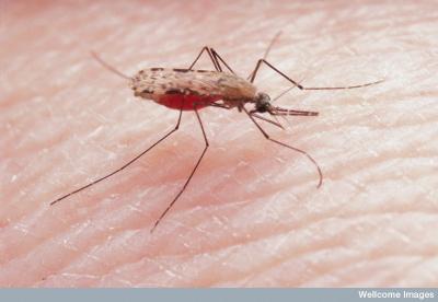 <i>Anopheles gambiae</i> Mosquito