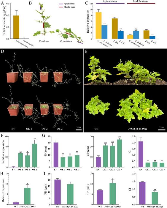 How a single gene drives creeping growth in wild chrysanthemum