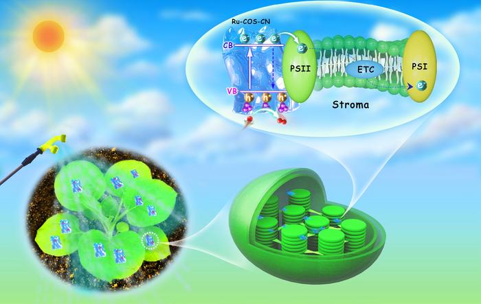 Mechanism for tobacco growth promotion by foliar application of photocatalysts.