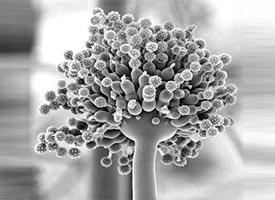Fungal Infection