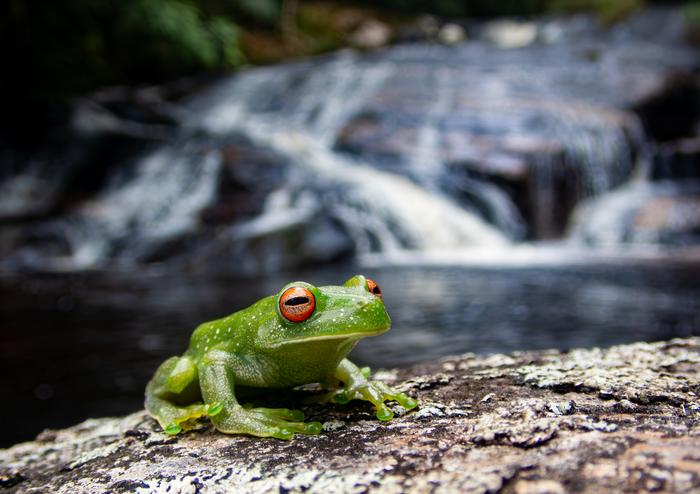 Atlantic forest treefrog Aplastodiscus leucopygius