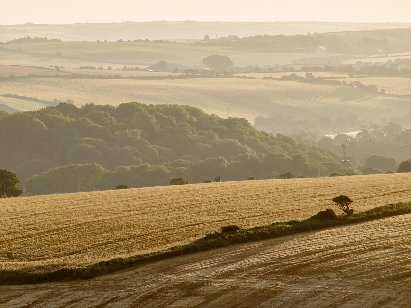 Crop fields