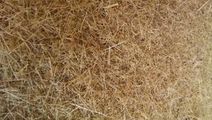Bagasse close up