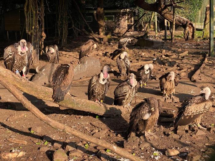 Rüppell’s vultures