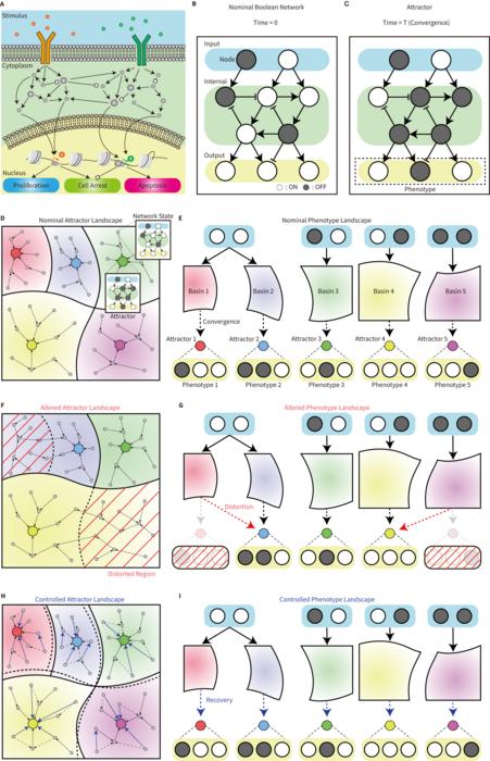 KAIST succeeds in controlling complex altered gene networks to restore them to normal​