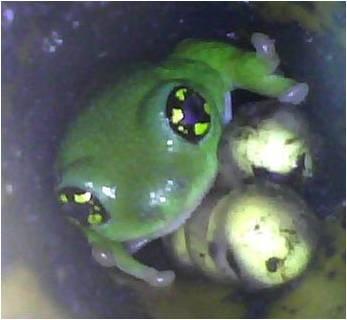 <i>Raochestes chalazodes</i>