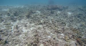 Puako coral reef in declining health.