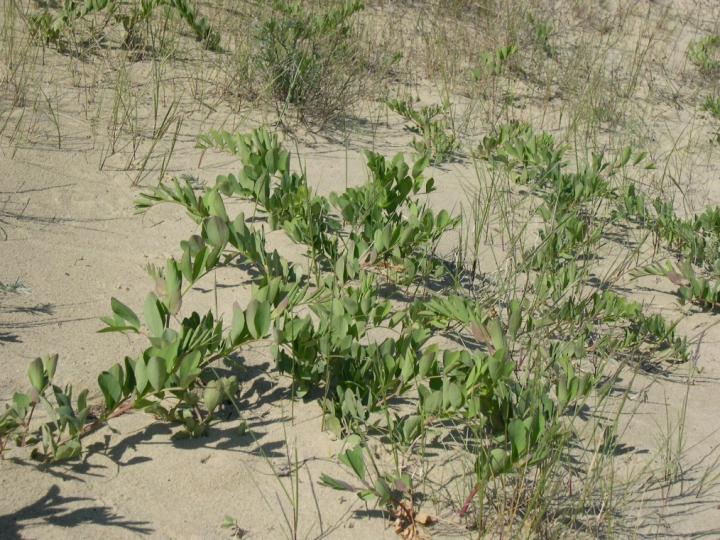 The Curonian Spit Plants