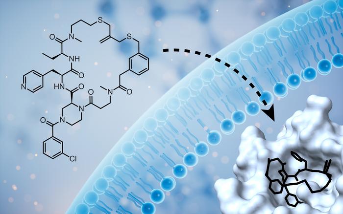 Membrane-permeable cyclic peptide that inhibits the intracellular Keap1-Nrf2 protein-protein interaction.