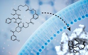 Membrane-permeable cyclic peptide that inhibits the intracellular Keap1-Nrf2 protein-protein interaction.