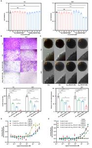 Figure 6. Multivalent R11 assemblies exhibit stronger actin disruption and enhanced anti-tumor metastasis ability.
