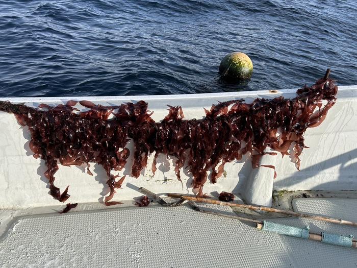 Dulse sample