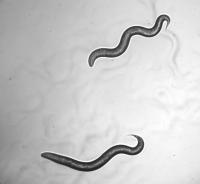 C. elegans