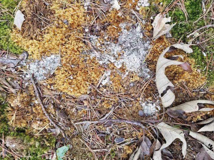 Scat on Moss