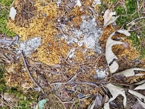 Scat on Moss