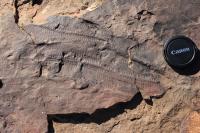 <i>Ediacara biota</i>