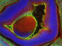 Human eye cells in a mouse embryo