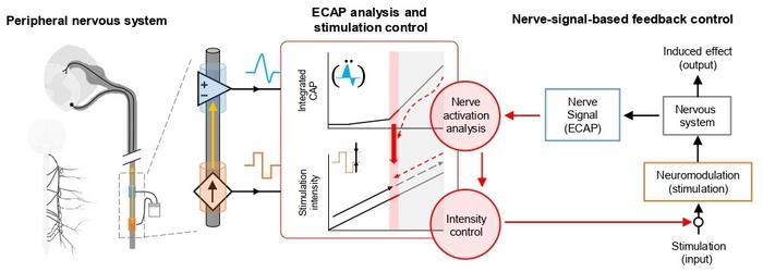 Schematic illustration of ECAP-based control mechanism