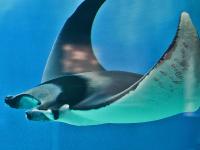 Devil Ray