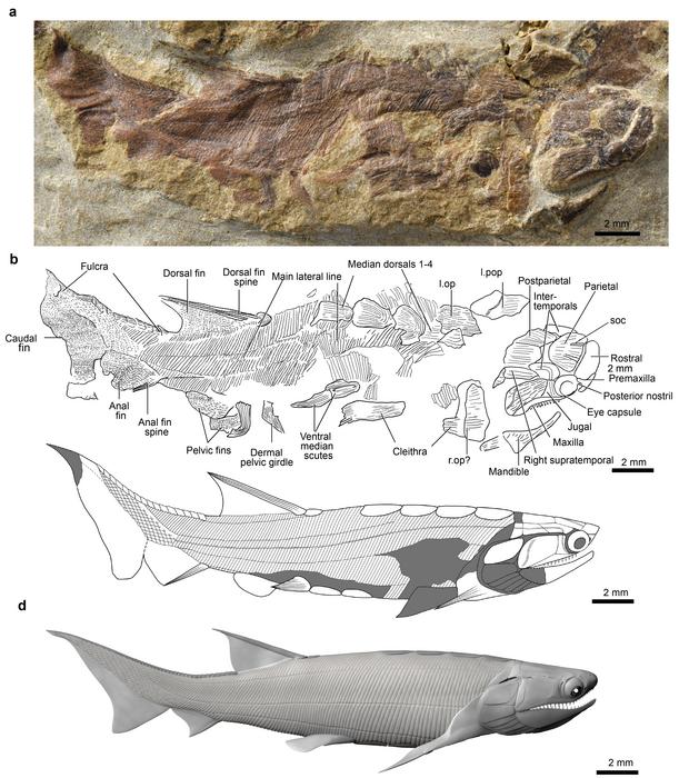 Fossil and reconstruction of Eosteus