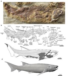Fossil and reconstruction of Eosteus