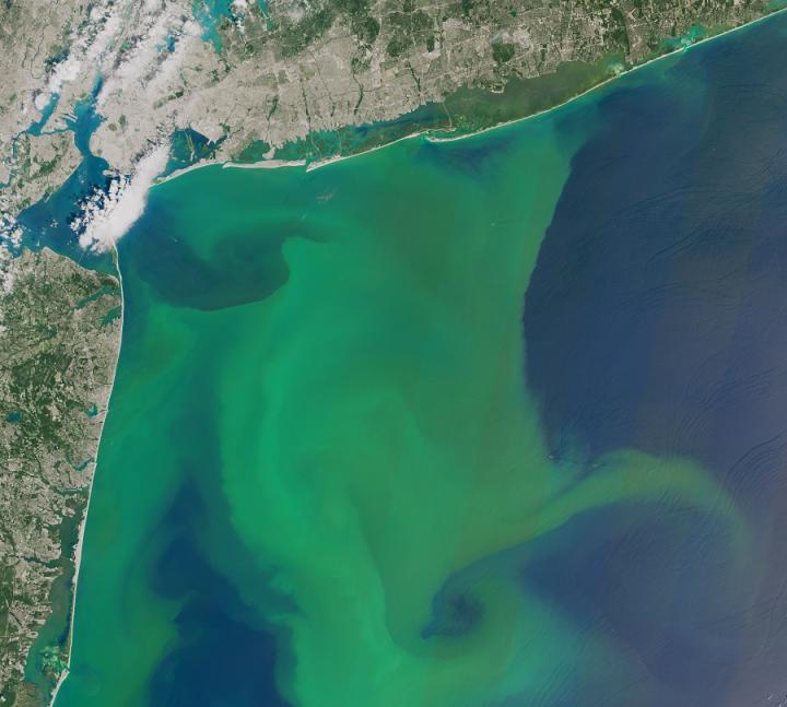 Algal Bloom