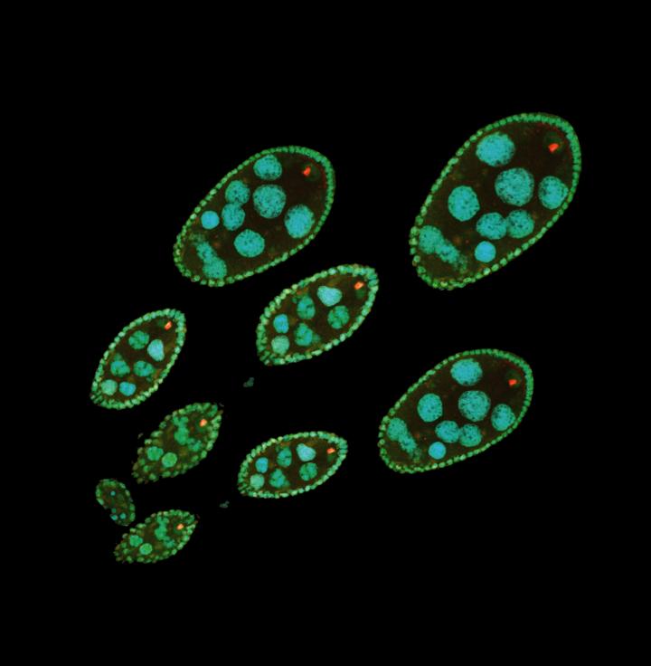 Immunofluorescent Staining of Drosophila Ovaries Containing Oocytes