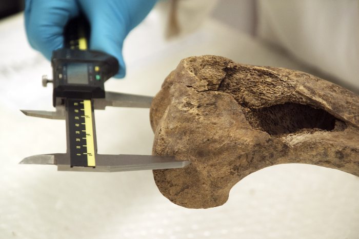 Pictures show Dr Katherine Kanne from the University of Exeter measuring horse bones found in Goltho, Lincolnshire using calipers and an osteometric board. The bones are a metacarpal, the end of the humerus and a tooth row from a mandible. Download pictures at https://we.tl/t-pW15vA2VHM