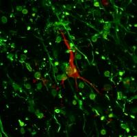 Neurons and Astrocytes in Rotation