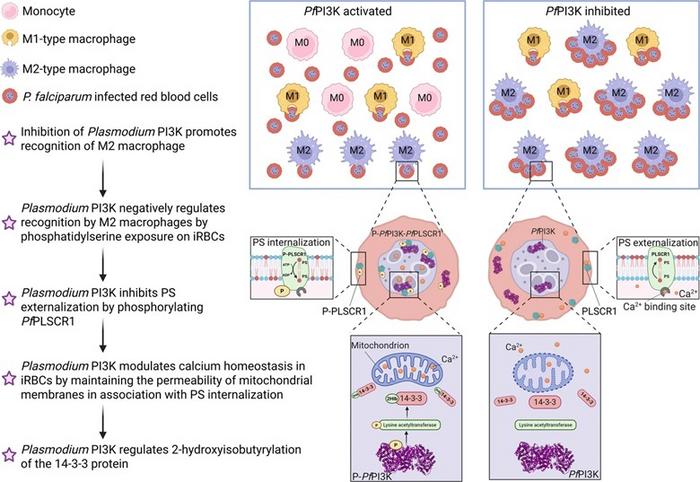 Schematic illustration of the PfPI3K-mediated inhibition of PS externalization on iRBCs