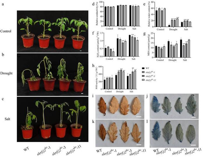 Figure 5. The slerf.j2ko lines show improved growth performance and altered physiological responses under drought and salt stress.