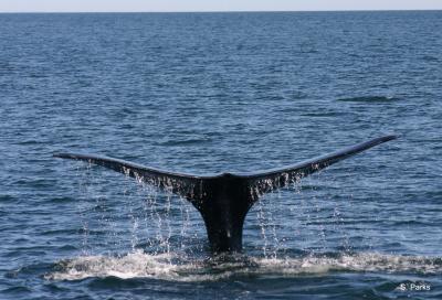 Whale Tail